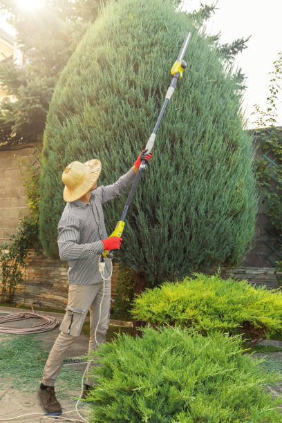 Why Choose Our Tree Removal Services in Coto De Caza, CA?